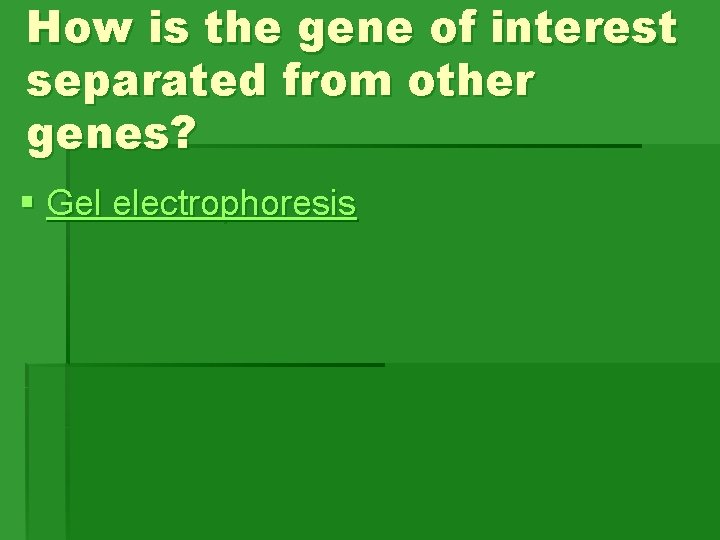 How is the gene of interest separated from other genes? § Gel electrophoresis How is the gene of interest separated from other genes? § Gel electrophoresis