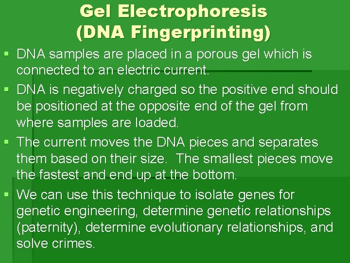 Gel Electrophoresis (DNA Fingerprinting) § DNA samples are placed in a porous gel which Gel Electrophoresis (DNA Fingerprinting) § DNA samples are placed in a porous gel which