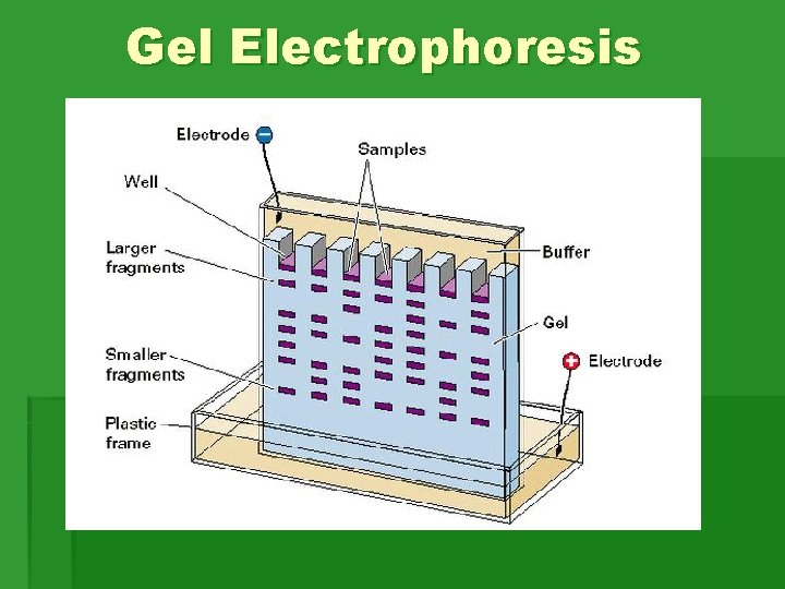 Gel Electrophoresis Gel Electrophoresis