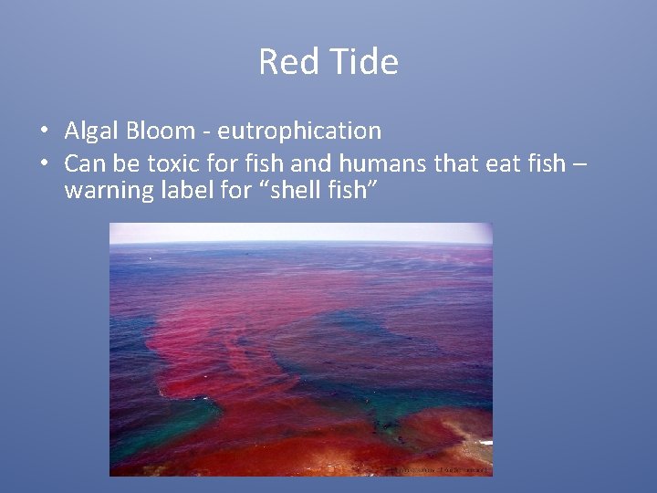 Red Tide • Algal Bloom - eutrophication • Can be toxic for fish and