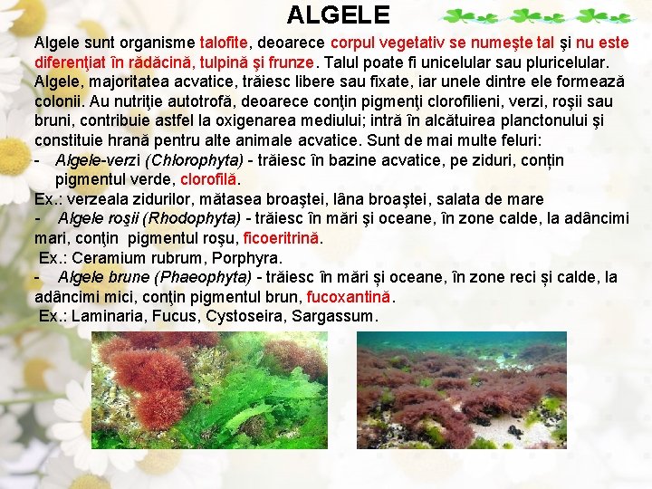 ALGELE Algele sunt organisme talofite, deoarece corpul vegetativ se numeşte tal şi nu este