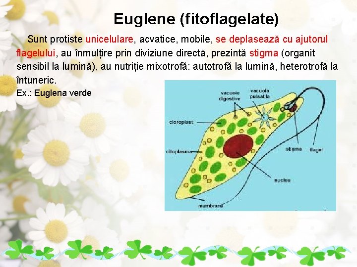 Euglene (fitoflagelate) Sunt protiste unicelulare, acvatice, mobile, se deplasează cu ajutorul flagelului, au înmulțire