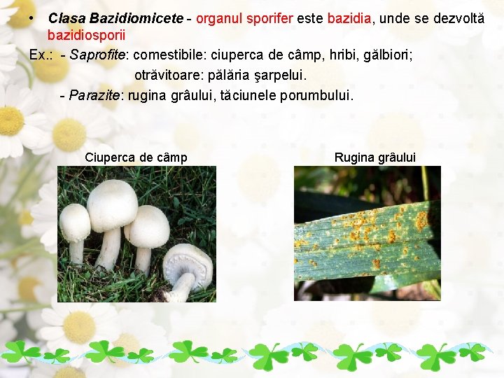  • Clasa Bazidiomicete - organul sporifer este bazidia, unde se dezvoltă bazidiosporii Ex.