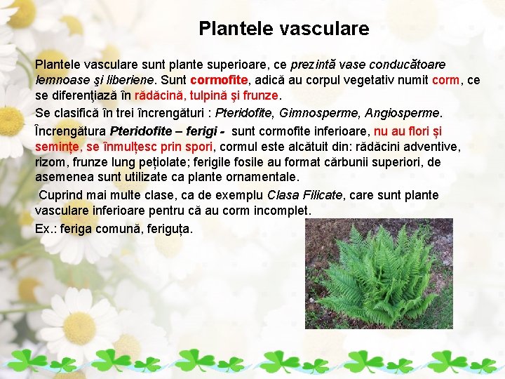 Plantele vasculare sunt plante superioare, ce prezintă vase conducătoare lemnoase şi liberiene. Sunt cormofite,