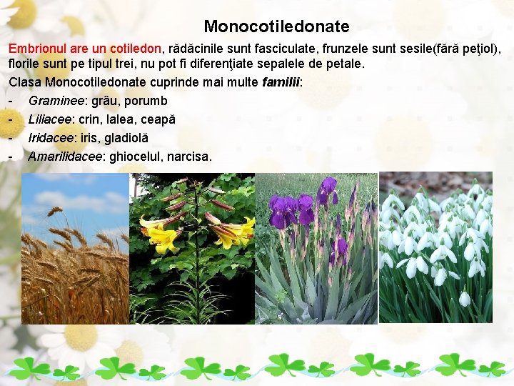 Monocotiledonate Embrionul are un cotiledon, rădăcinile sunt fasciculate, frunzele sunt sesile(fără peţiol), florile sunt Monocotiledonate Embrionul are un cotiledon, rădăcinile sunt fasciculate, frunzele sunt sesile(fără peţiol), florile sunt