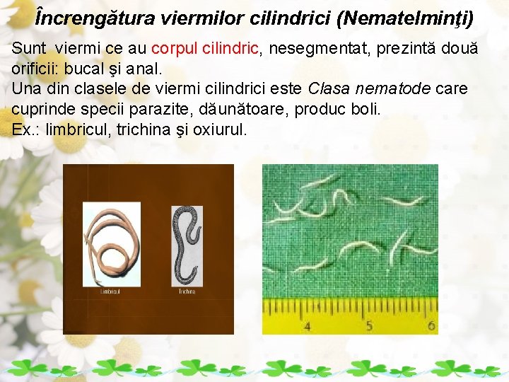 Încrengătura viermilor cilindrici (Nematelminţi) Sunt viermi ce au corpul cilindric, nesegmentat, prezintă două orificii: