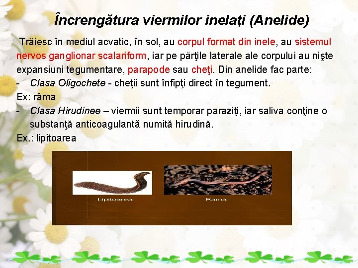 Încrengătura viermilor inelaţi (Anelide) Trăiesc în mediul acvatic, în sol, au corpul format din
