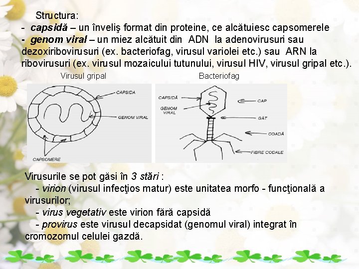 Structura: - capsidă – un înveliş format din proteine, ce alcătuiesc capsomerele - genom