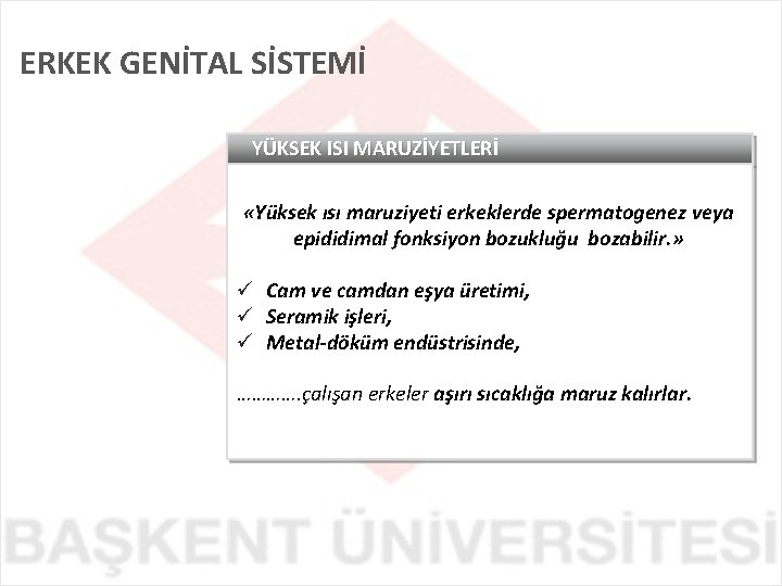 ERKEK GENİTAL SİSTEMİ YÜKSEK ISI MARUZİYETLERİ «Yüksek ısı maruziyeti erkeklerde spermatogenez veya epididimal fonksiyon