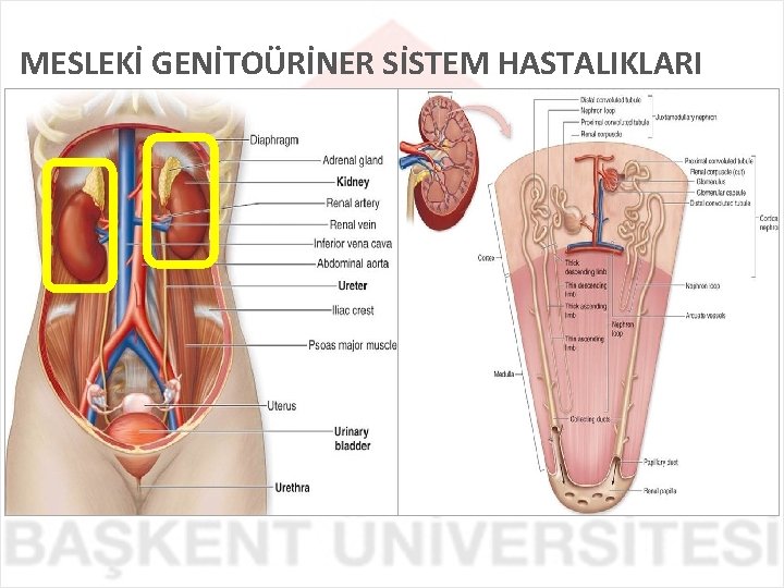 MESLEKİ GENİTOÜRİNER SİSTEM HASTALIKLARI 