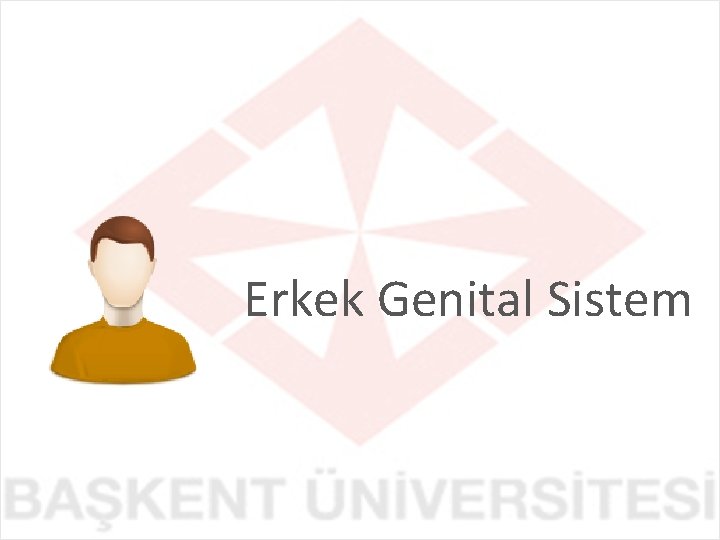 Erkek Genital Sistem 