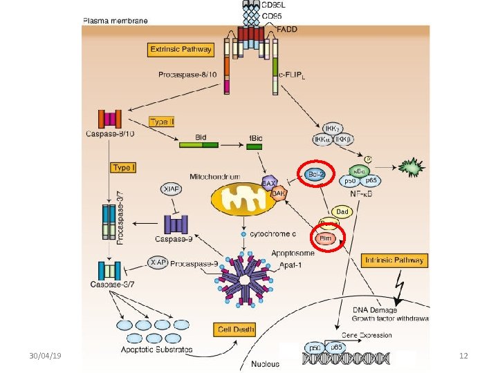 30/04/19 Biochemistry of Age-related diseases Neuro -molecular targets of nutraceuticals 12 