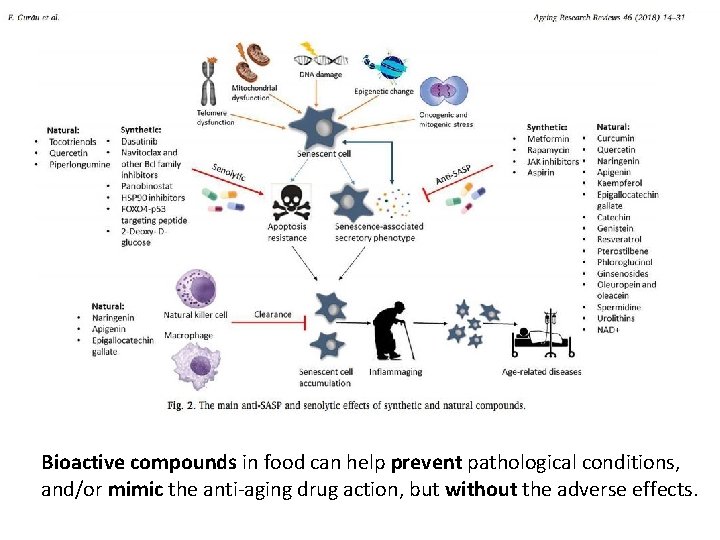 Bioactive compounds in food can help prevent pathological conditions, and/or mimic the anti-aging drug