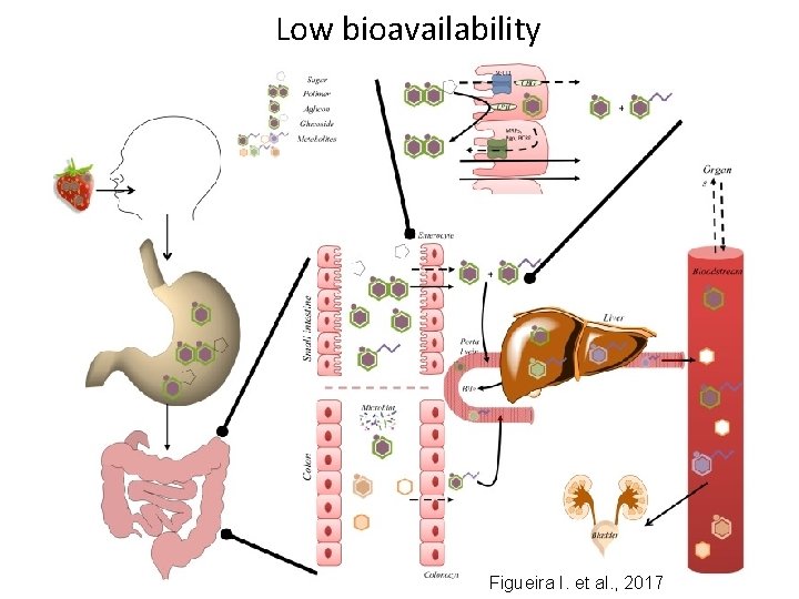 Low bioavailability Figueira I. et al. , 2017 