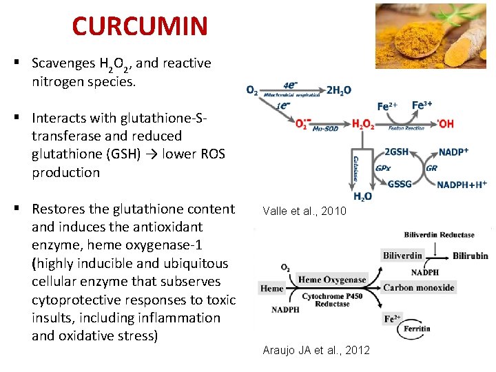 CURCUMIN § Scavenges H 2 O 2, and reactive nitrogen species. § Interacts with