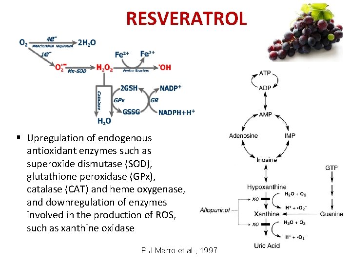 RESVERATROL § Upregulation of endogenous antioxidant enzymes such as superoxide dismutase (SOD), glutathione peroxidase