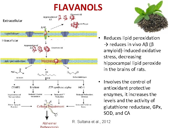 FLAVANOLS (EGCG) • Reduces lipid peroxidation → reduces in vivo Aβ (β amyloid)-induced oxidative