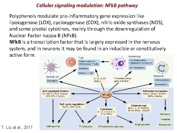 Cellular signaling modulation: NFk. B pathway Polyphenols modulate pro-inflammatory gene expression like lipoxygenase (LOX),