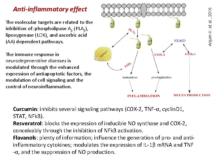 The molecular targets are related to the inhibition of: phospholipase A 2 (PLA 2),
