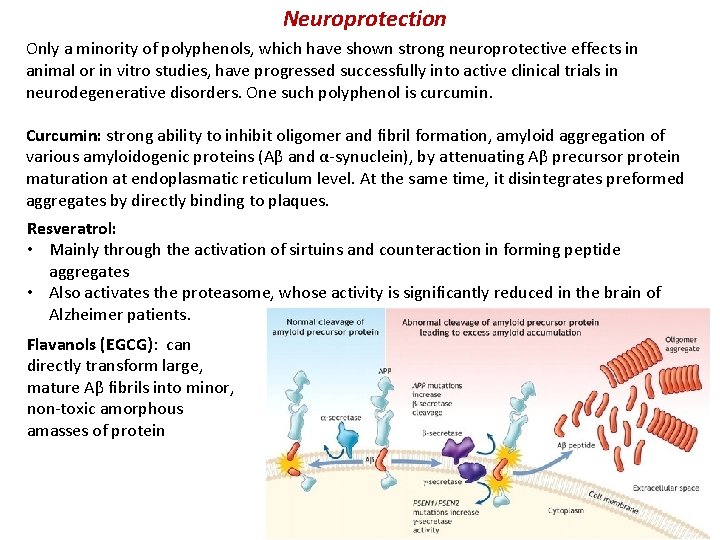 Neuroprotection Only a minority of polyphenols, which have shown strong neuroprotective effects in animal