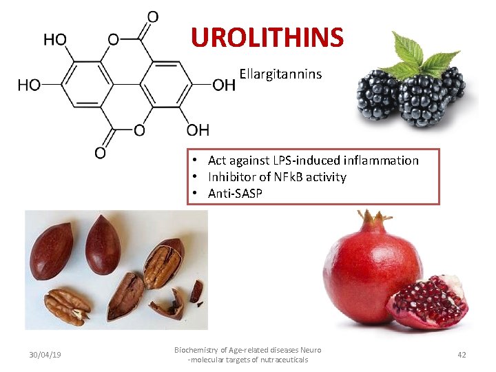 UROLITHINS Ellargitannins • Act against LPS-induced inflammation • Inhibitor of NFk. B activity •