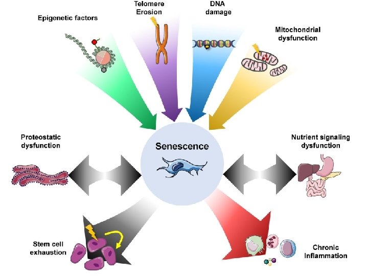 30/04/19 Biochemistry of Age-related diseases Neuro -molecular targets of nutraceuticals 5 