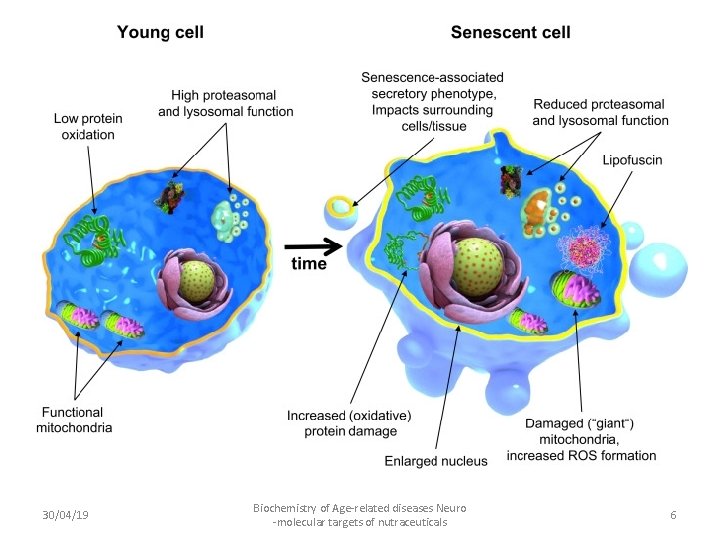 30/04/19 Biochemistry of Age-related diseases Neuro -molecular targets of nutraceuticals 6 