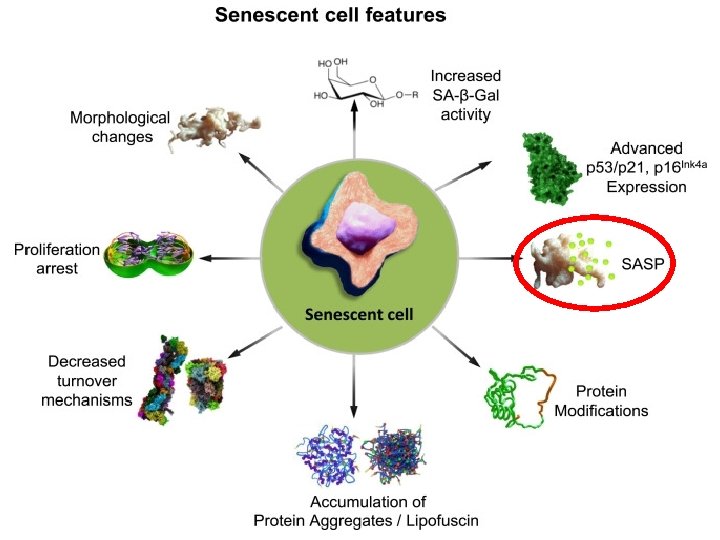 30/04/19 Biochemistry of Age-related diseases Neuro -molecular targets of nutraceuticals 7 