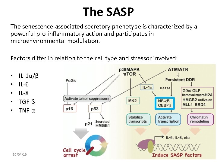 The SASP The senescence-associated secretory phenotype is characterized by a powerful pro-inflammatory action and