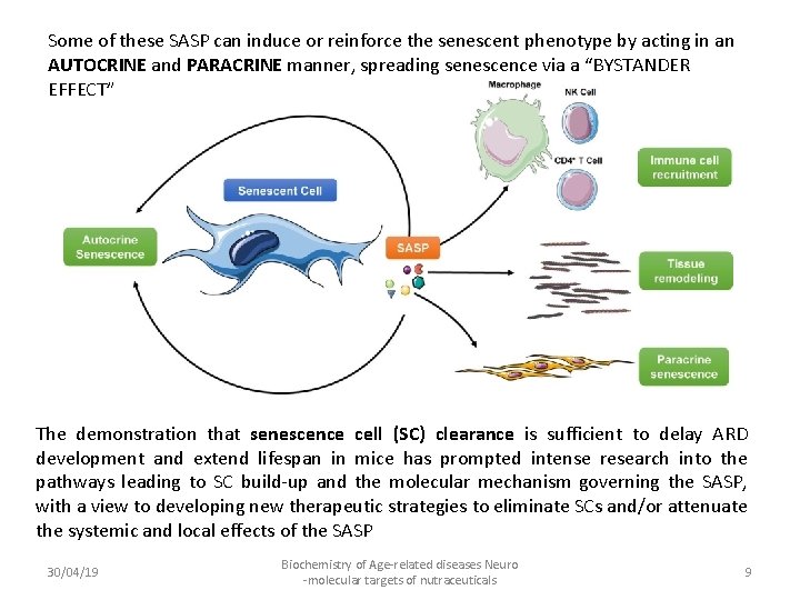 Some of these SASP can induce or reinforce the senescent phenotype by acting in