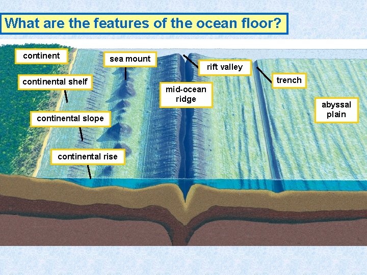 What are the features of the ocean floor? continent sea mount continental shelf continental