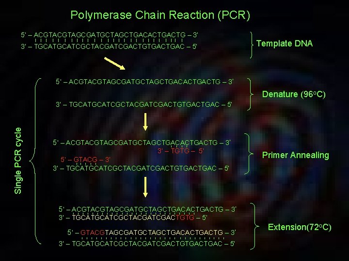 Polymerase Chain Reaction (PCR) 5’ – ACGTAGCGATGCTAGCTGACACTG – 3’ I I I I I
