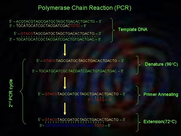 Polymerase Chain Reaction (PCR) 5’ – ACGTAGCGATGCTAGCTGACACTG – 3’ I I I I I