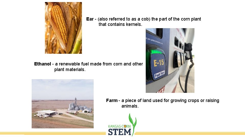 Ear - (also referred to as a cob) the part of the corn plant