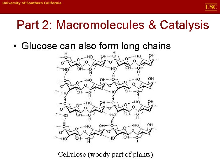 Part 2: Macromolecules & Catalysis • Glucose can also form long chains Cellulose (woody