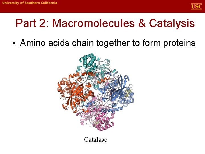Part 2: Macromolecules & Catalysis • Amino acids chain together to form proteins Catalase Part 2: Macromolecules & Catalysis • Amino acids chain together to form proteins Catalase