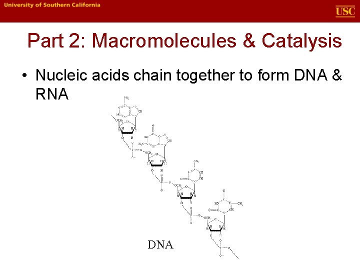 Part 2: Macromolecules & Catalysis • Nucleic acids chain together to form DNA &