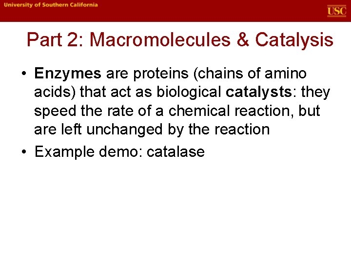 Part 2: Macromolecules & Catalysis • Enzymes are proteins (chains of amino acids) that