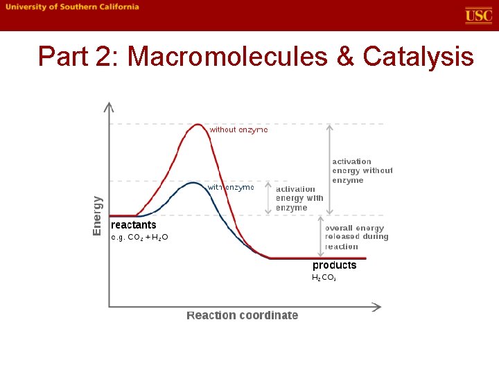 Part 2: Macromolecules & Catalysis 