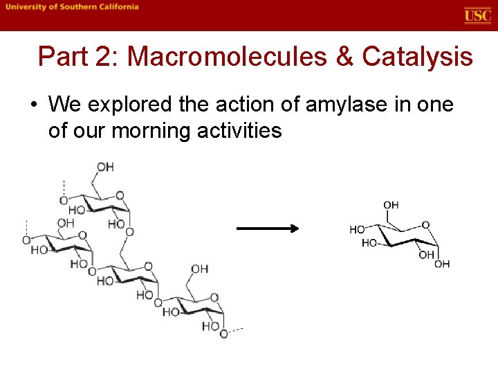 Part 2: Macromolecules & Catalysis • We explored the action of amylase in one