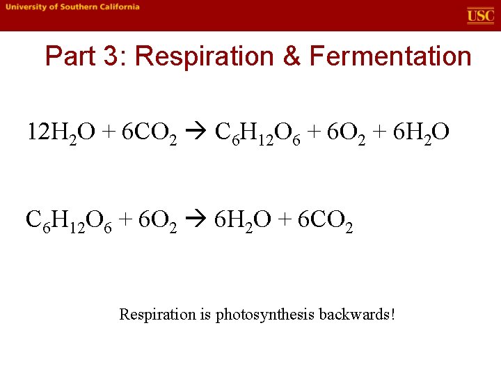 Part 3: Respiration & Fermentation 12 H 2 O + 6 CO 2 C