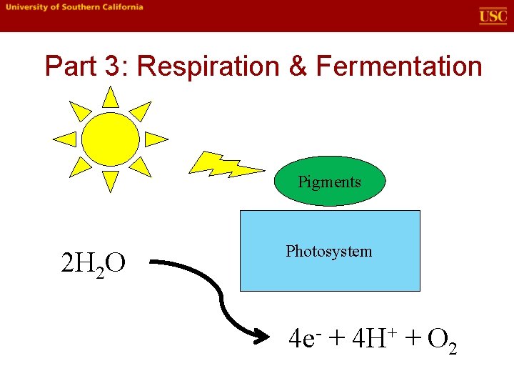 Part 3: Respiration & Fermentation Pigments 2 H 2 O Photosystem 4 e- + Part 3: Respiration & Fermentation Pigments 2 H 2 O Photosystem 4 e- +