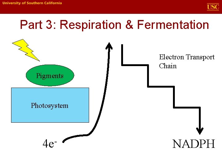 Part 3: Respiration & Fermentation Electron Transport Chain Pigments Photosystem 4 e- NADPH 