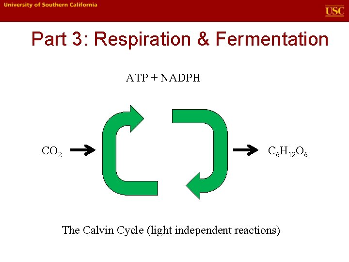 Part 3: Respiration & Fermentation ATP + NADPH CO 2 C 6 H 12