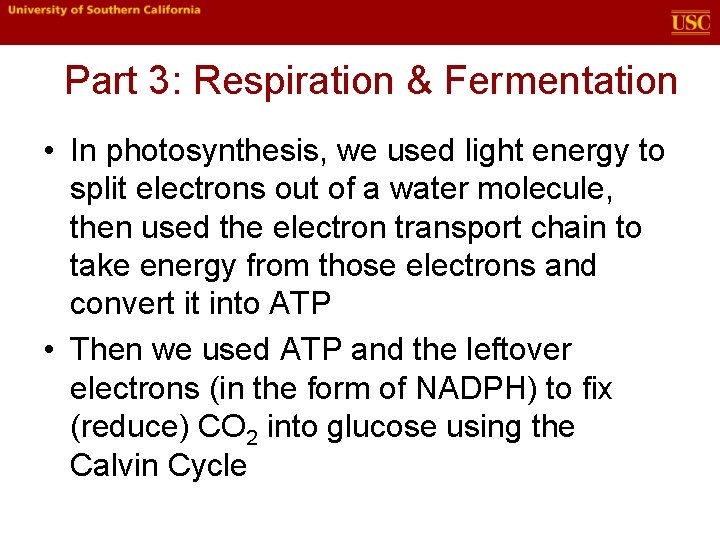 Part 3: Respiration & Fermentation • In photosynthesis, we used light energy to split Part 3: Respiration & Fermentation • In photosynthesis, we used light energy to split