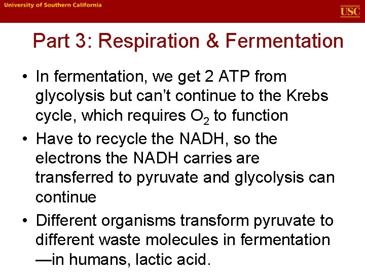 Part 3: Respiration & Fermentation • In fermentation, we get 2 ATP from glycolysis