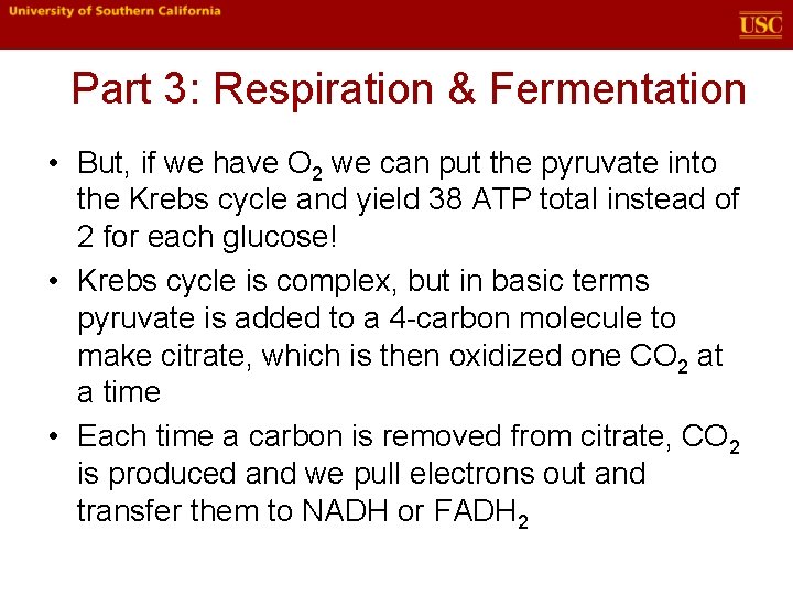 Part 3: Respiration & Fermentation • But, if we have O 2 we can