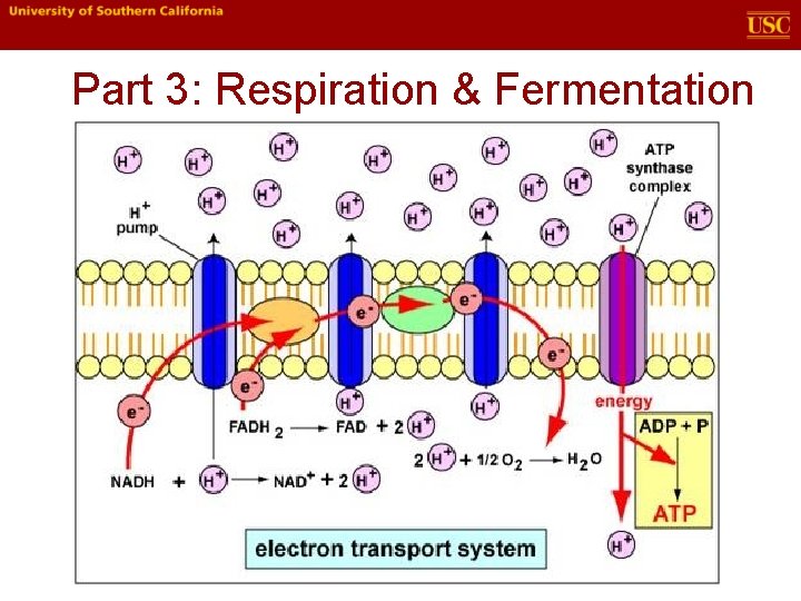 Part 3: Respiration & Fermentation 