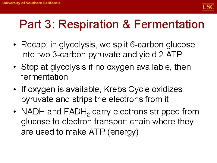 Part 3: Respiration & Fermentation • Recap: in glycolysis, we split 6 -carbon glucose