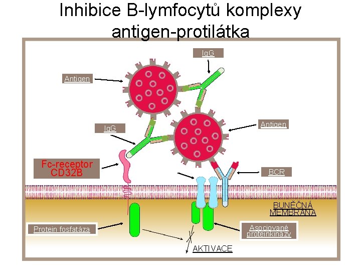 Inhibice B-lymfocytů komplexy antigen-protilátka Ig. G Antigen Ig. G Fc-receptor CD 32 B BCR